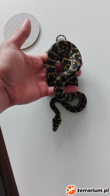 Morelia spilota  harrisoni