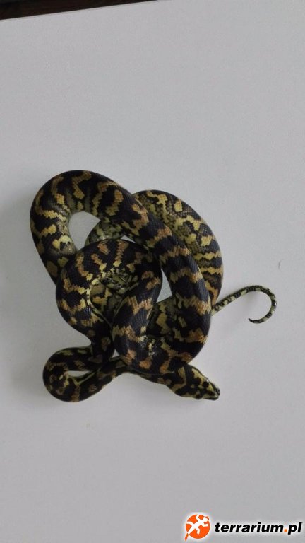 Morelia spilota  harrisoni