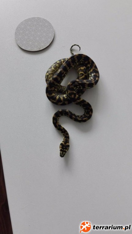 Morelia spilota  harrisoni