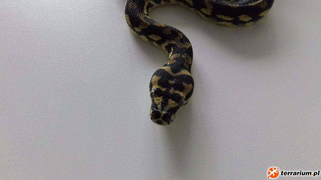 Morelia spilota  harrisoni