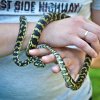 Morelia spilota harrisoni