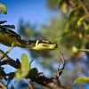 Morelia spilota harrisoni