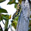 Morelia spilota harrisoni