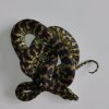 Morelia spilota  harrisoni