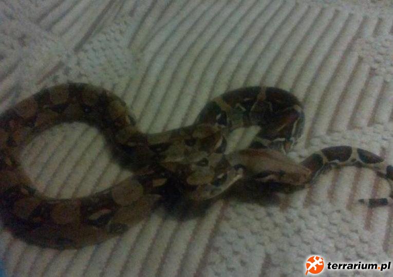 Rita - Boa Constricot Imperator