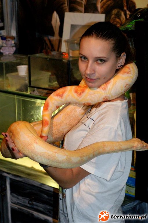 Boa Constrictor Pastel Sharp T- Albino