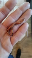 Padalec zwyczajny Padalec zwyczajny