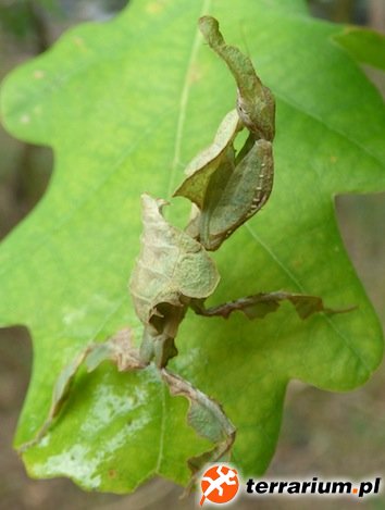 Female, L6, Ph. paradoxa.