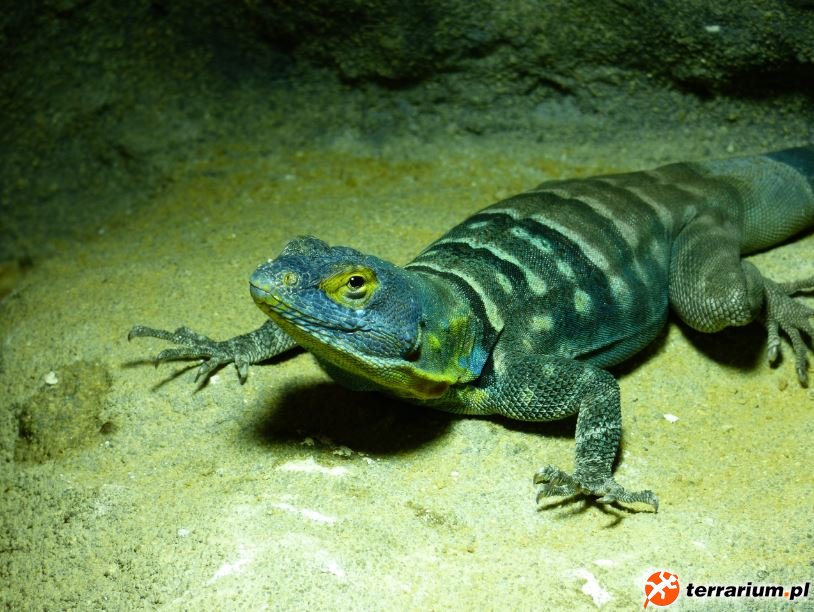 13. Wygrzewający się samiec Petrosaurus thalassinus