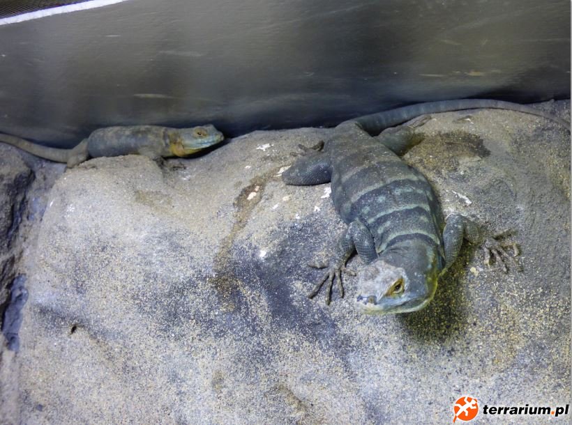 4. Samiec i samica Petrosaurus thalassinus