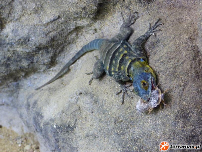 16. Samica Petrosaurus thalassinus