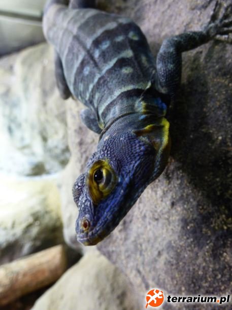 11. Samiec Petrosaurus thalassinus, przybliżenie pyska