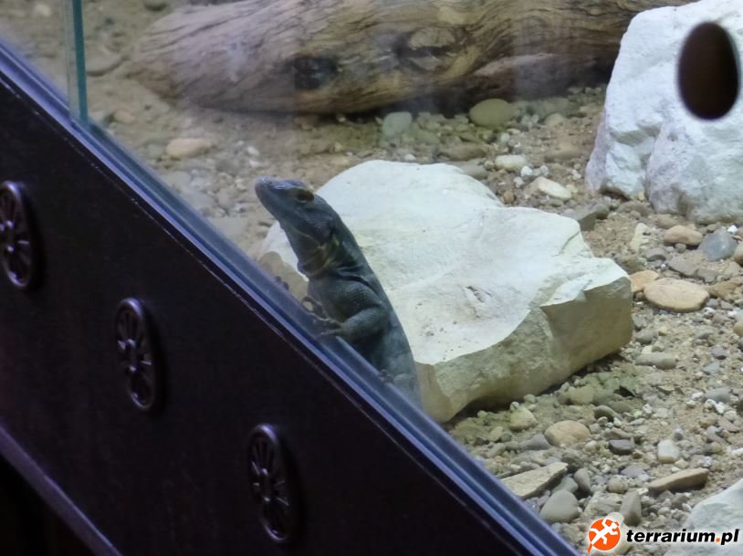 2. Samiec Petrosaurus thalassinus wygląda przez szybę terrarium