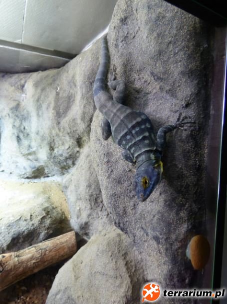 10. Samiec Petrosaurus thalassinus na ściance