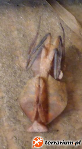 Deroplatys truncata, samica.