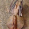 Deroplatys truncata, samica.