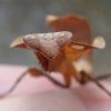 Deroplatys truncata, samica.