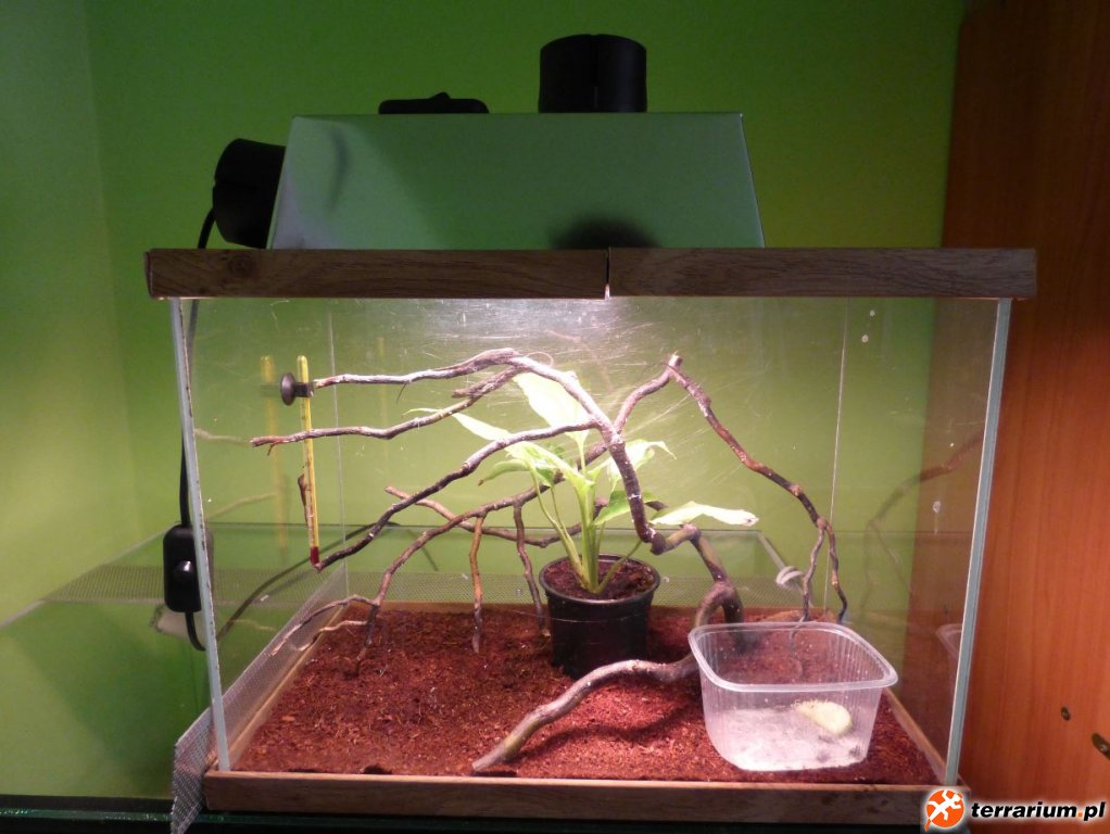 5. Lampka z keksówki na terrarium do odchowu młodych A. roquet summus 5. Lampka z keksówki na terrarium do odchowu młodych A. roquet summus