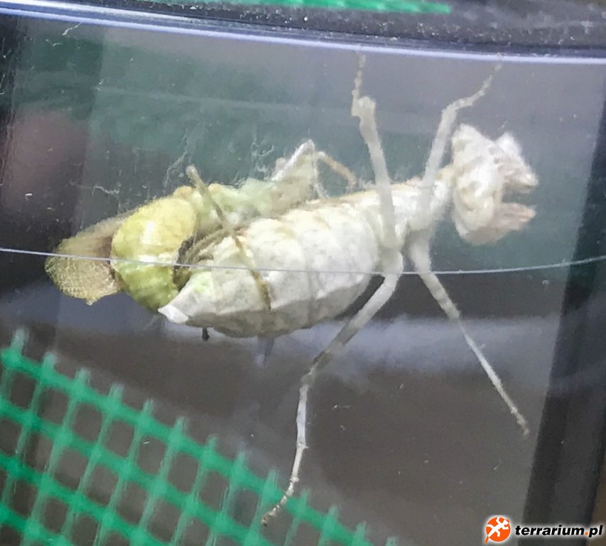 Creobroter gemmatus