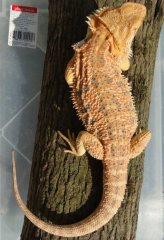 Agama brodata samica Agama brodata samica