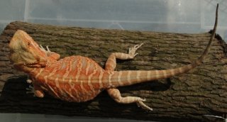 Agama brodata samica Agama brodata samica