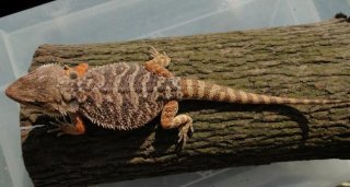 Agama brodata samica