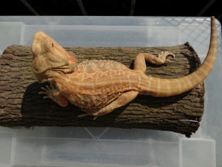 Agama brodata - samiec