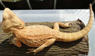 Agama brodata