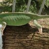 Kameleon jemeński  piebald - samica
