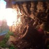 Acanthoscurria geniculata