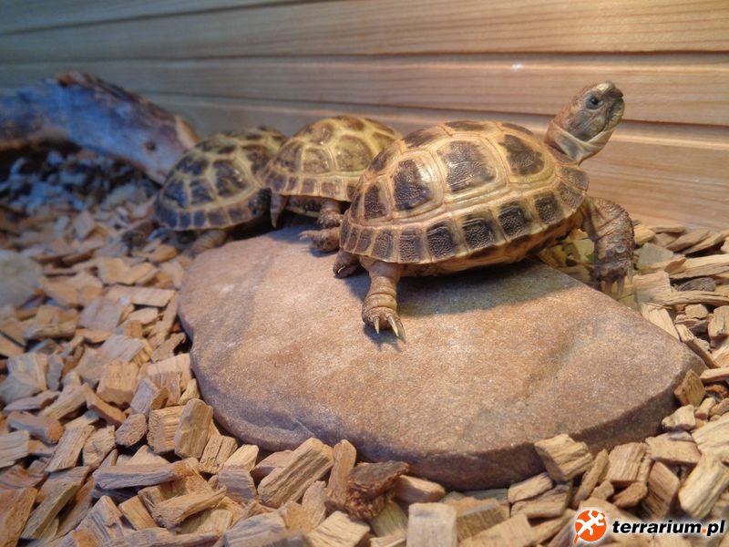 Z przodu Tyrion, za nim Jimmy i Bueno