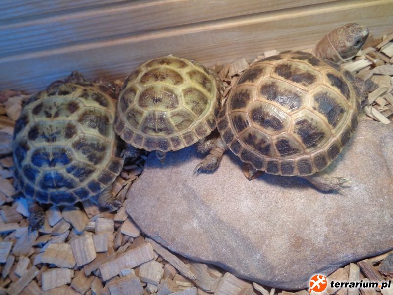 Tyrion, Jimmy, Bueno