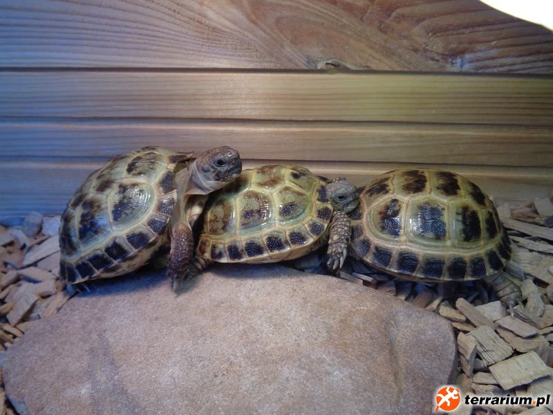 Od lewej Bueno, Jimmy i Tyrion - na początku powiedziano mi, że Bueno to samica, teraz podejrzewam, iż to 3 samce