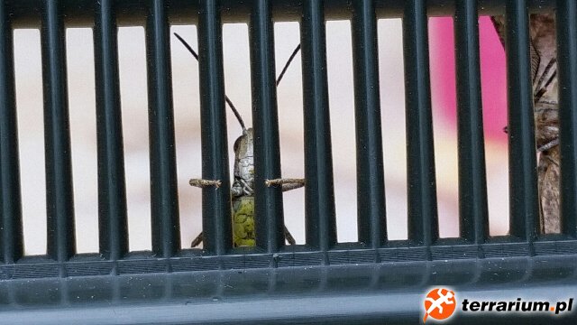 prison break