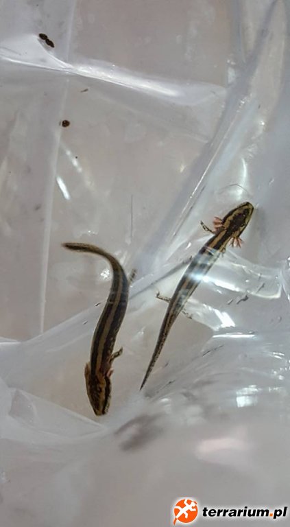 Necturus maculosus