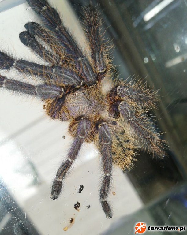 LAMPROPELMA VIOLACEOPES