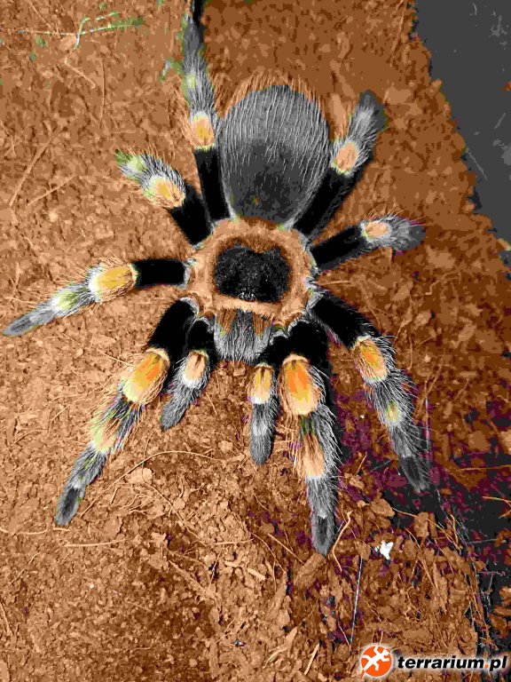 brachypelma smithi