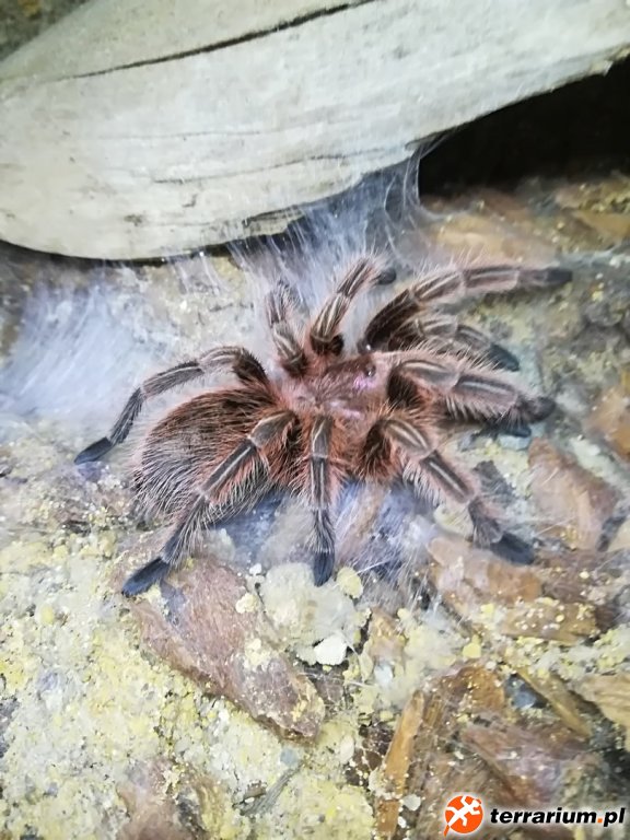 GRAMMOSTOLA ROSEA RED