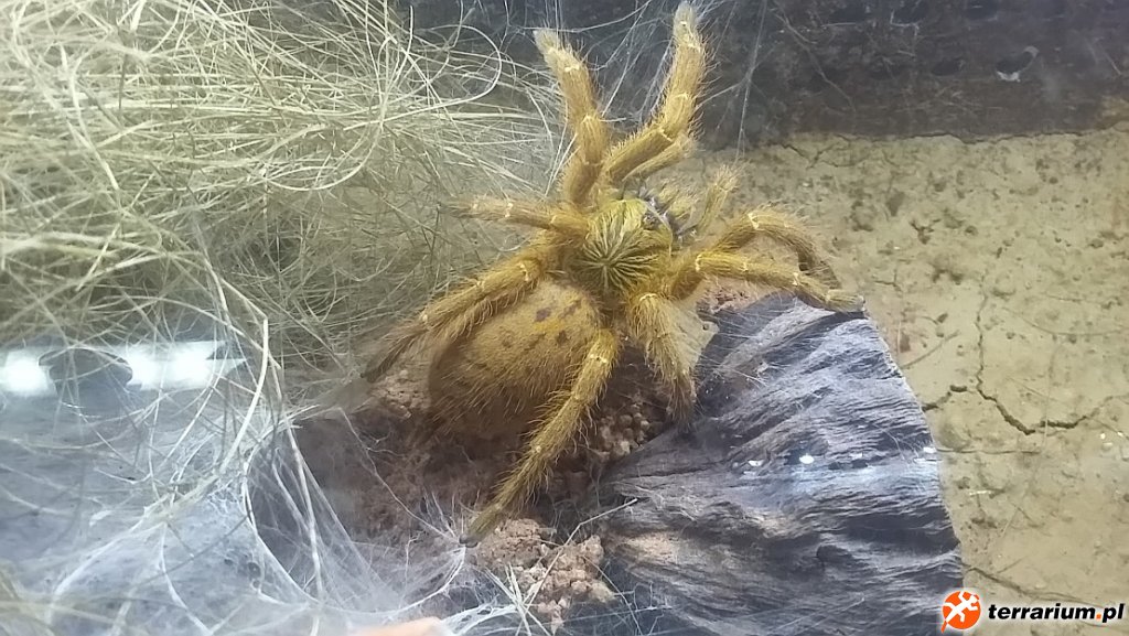 PTERINOCHILUS MURINUS