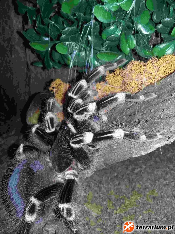 Acanthoscurria geniculata