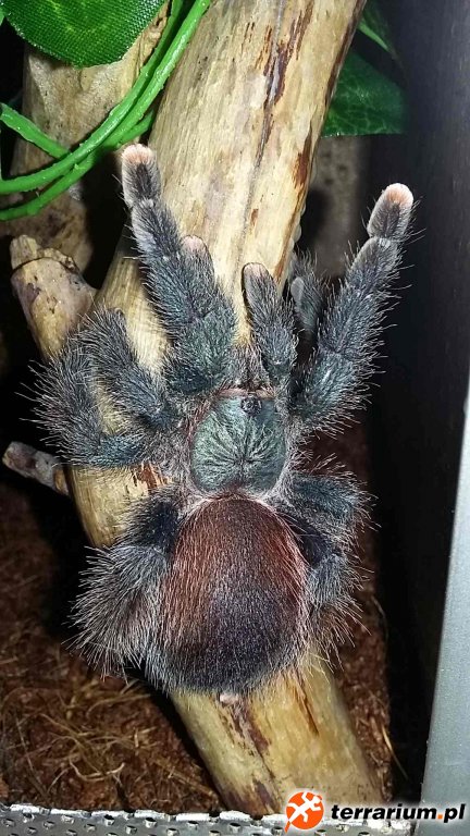 Avicularia avicularia
