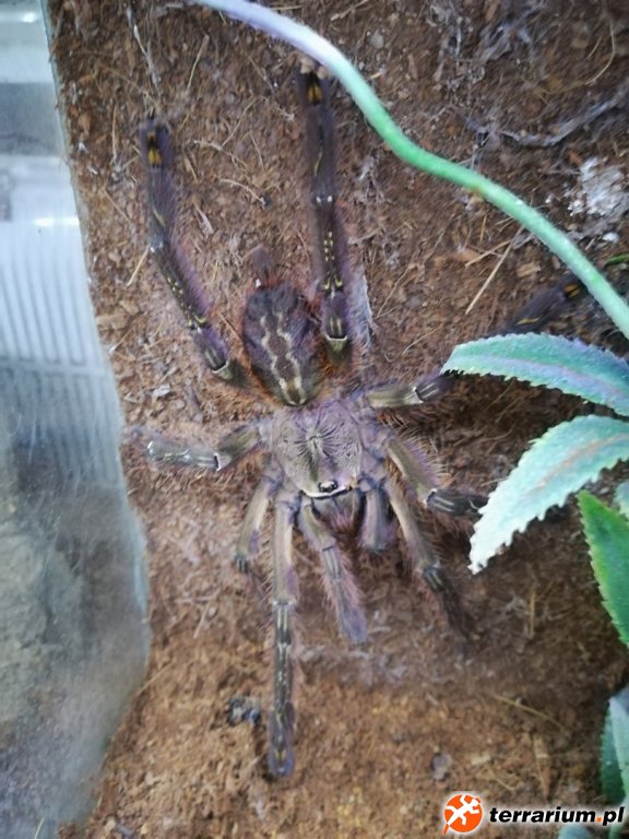 POECILOTHERIA SUBFUSCA