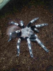 Nhandu chromatus Nhandu chromatus