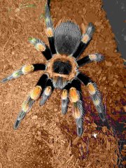 brachypelma smithi brachypelma smithi