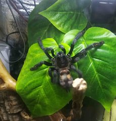 Psalmopoeus irminia Psalmopoeus irminia