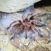 GRAMMOSTOLA ROSEA RED