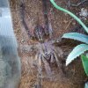 POECILOTHERIA SUBFUSCA