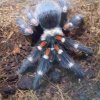 Brachypelma auratum