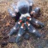 Brachypelma auratum