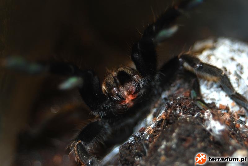 Ornithoctonus aureotibialis